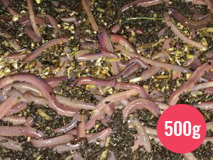 worms for sale